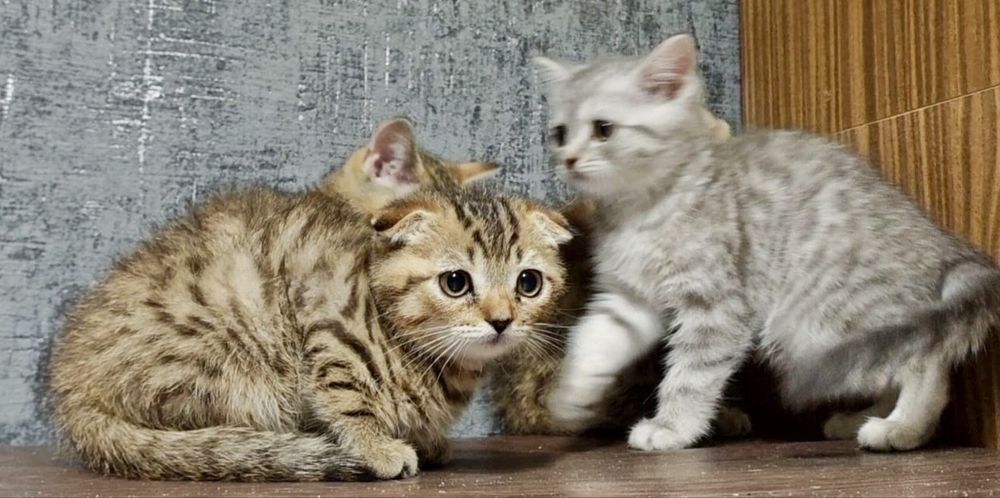 плюшевые малыши шотландцы