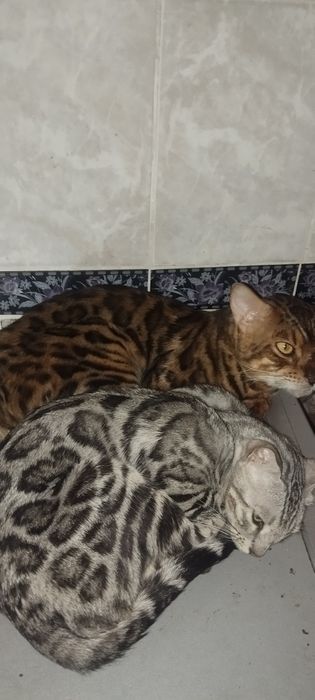 Продам бенгальского кота