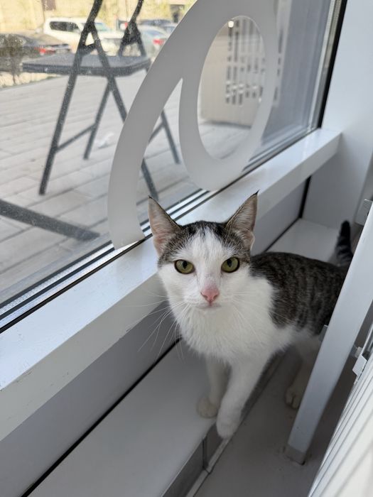 Котенок ЛАЙМА ищет семью. Стерилизована