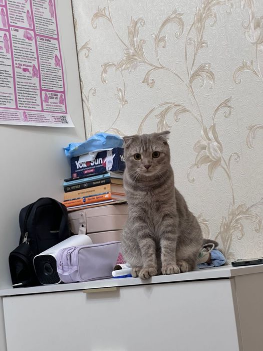 Отдам кота БЕСПЛАТНО