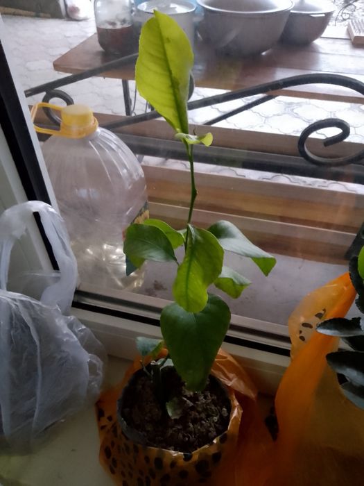 Лимон, бирюсклет, алое