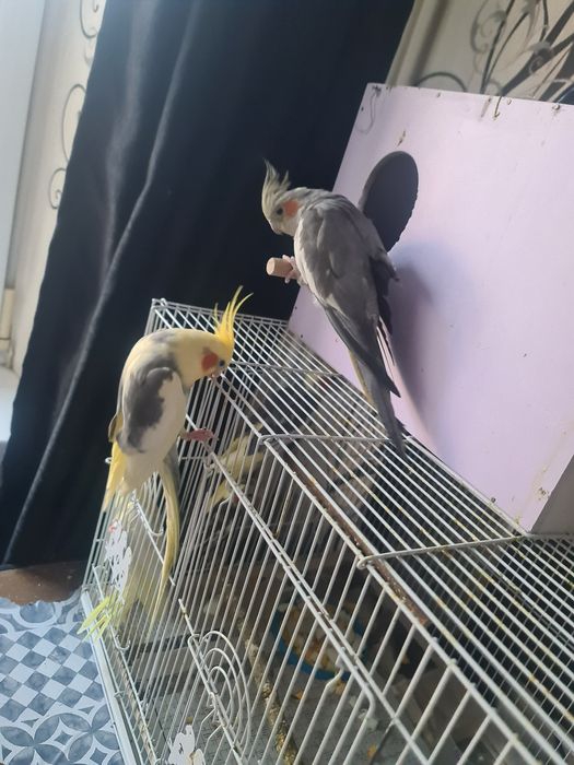 Продам птенцов кареллы