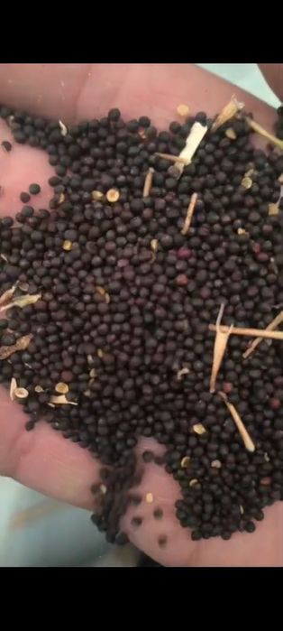 Mei și rapita insacuit