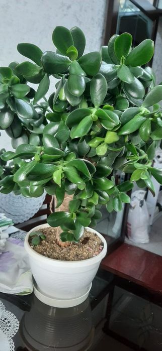 Толстянка, 5000, 6мкр.