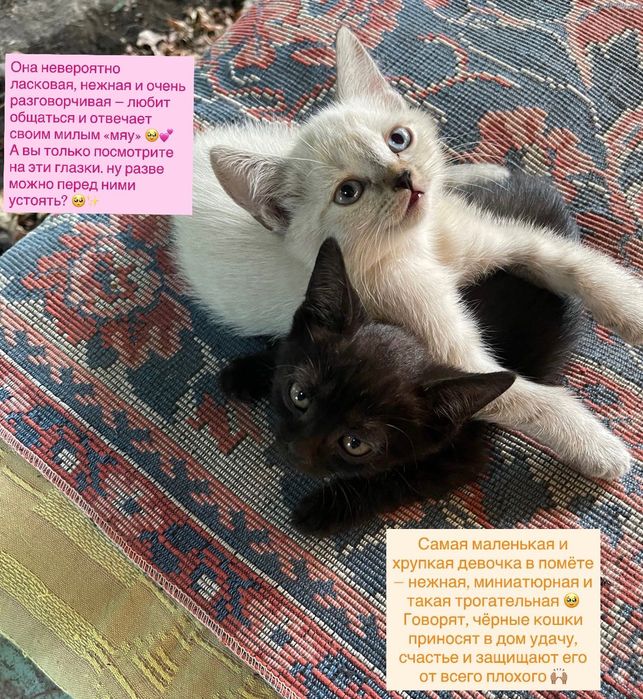 Отдаем котят в добрые руки