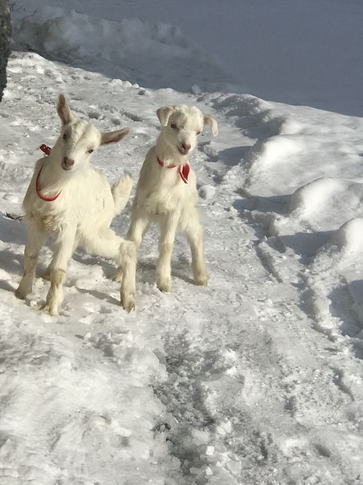 Сауынды ешки сатылады
