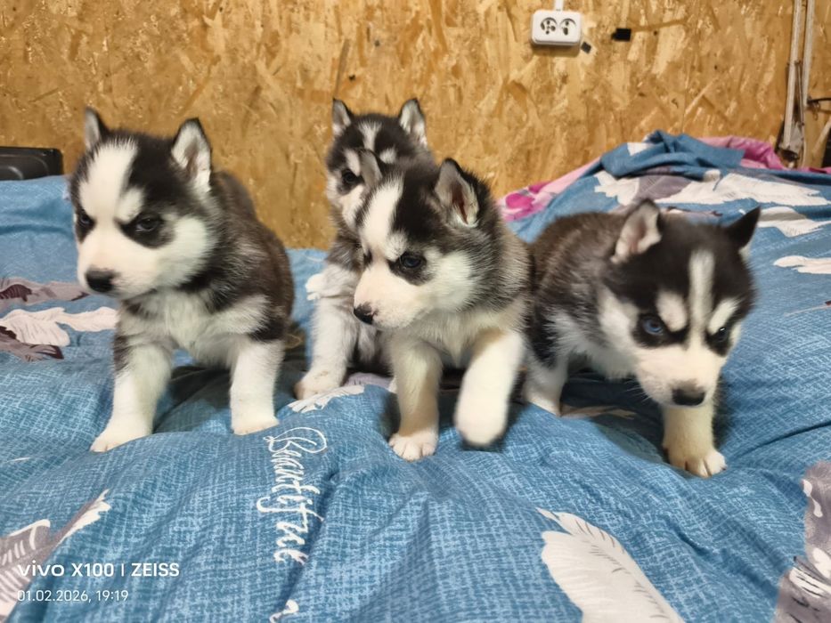 Щенки сибирской хаски.