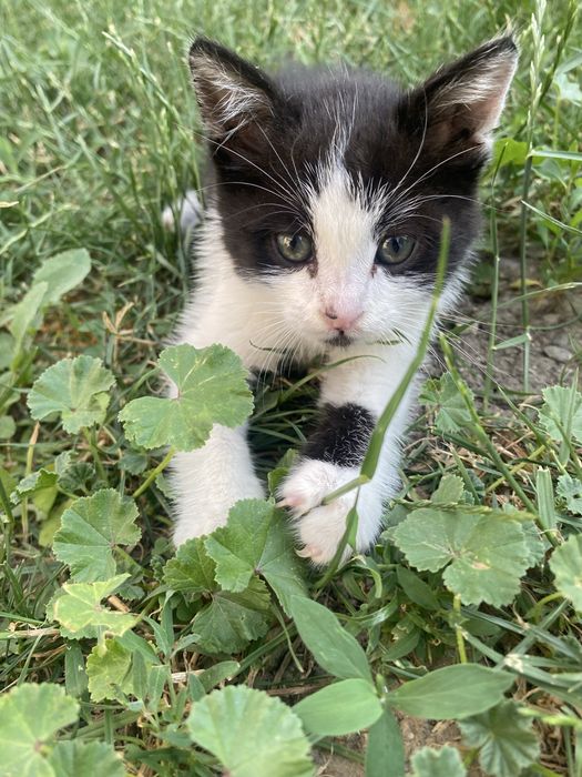Отдам бесплатно кота.