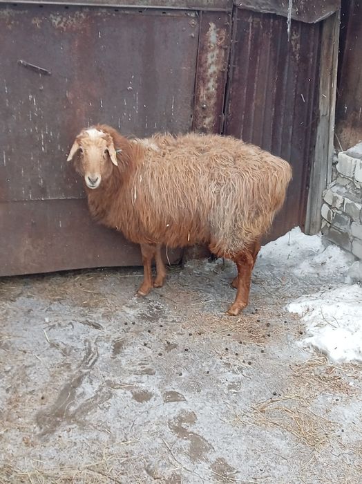 Продам овцематку жирная
