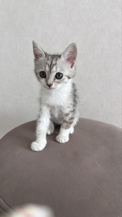 Котенок 2мес. Игравая. Любит вместе спать.