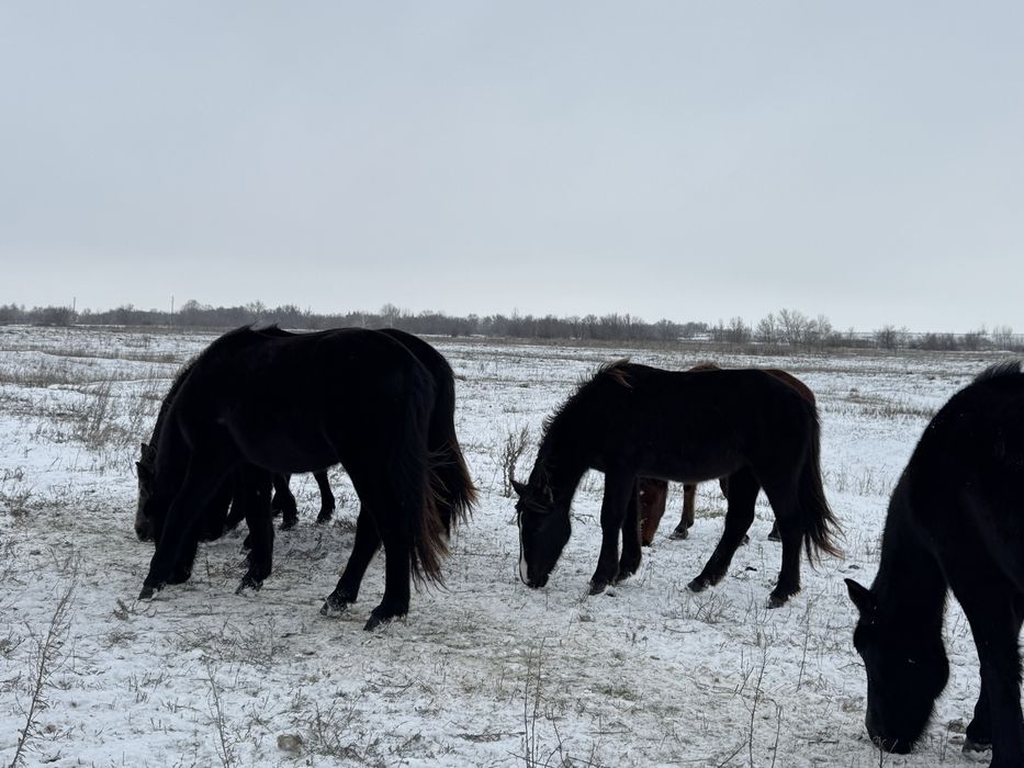 Таи , Баиталдар сатылады