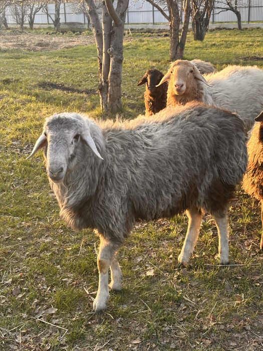 Тохты ЕРКЕК  Эдильбаевский