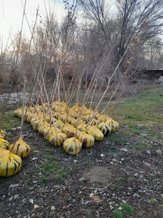 Саженцы оптом и врозницу