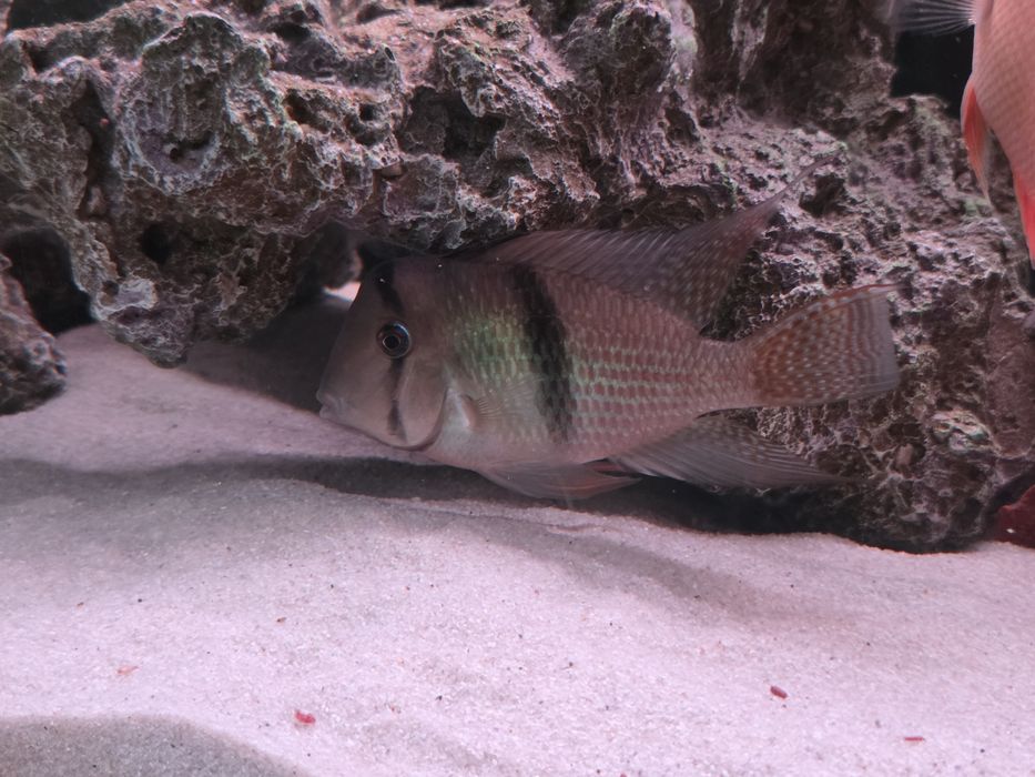 Гвинакары, рабочая пара