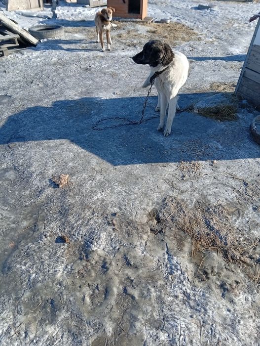 Отдам молодого щенка подростка