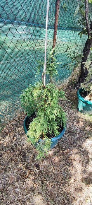 Кипарис, лейланд.