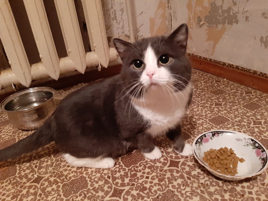 Василий Иванович в добрые руки