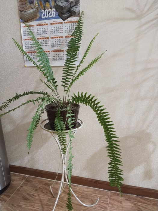 Продаётся папоротник