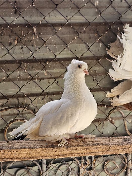 Vand porumbei mix cu siberieni si o pereche rolleri de Cluj