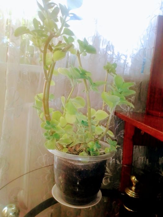 Продам комнатный цветок