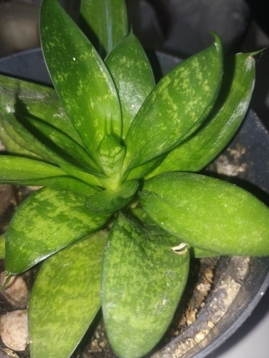 Plantă purificatoare Sanseviera