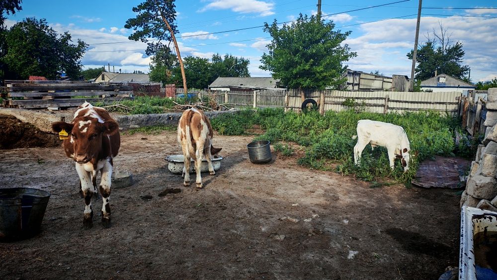 Продам телят этого года