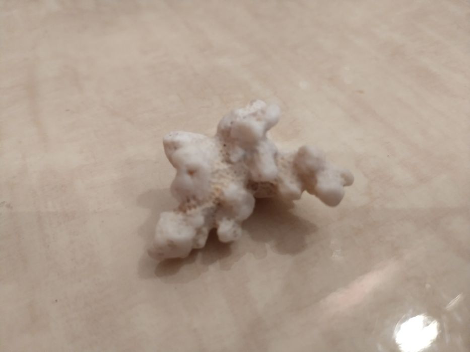 Океански корал  за аквариум от Шри Ланка