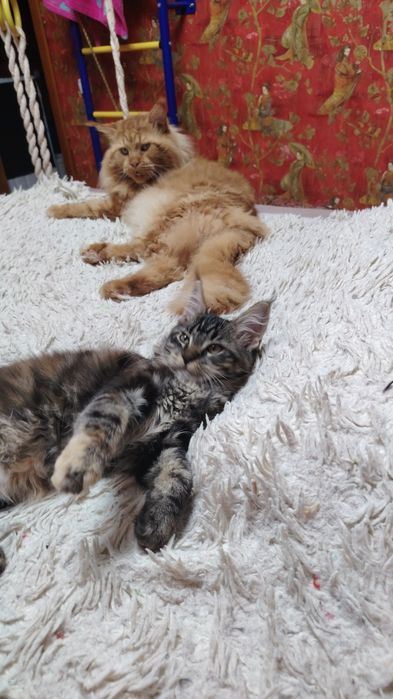 Котенок Мейн Кун