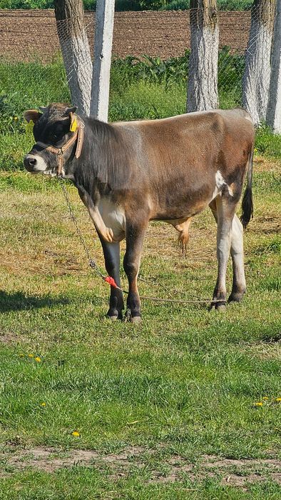 Vand vitel rasa Jersey