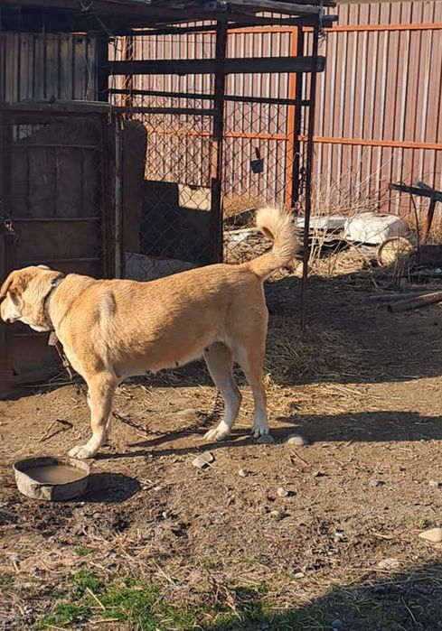 Сатылады Ұрғашы тяж