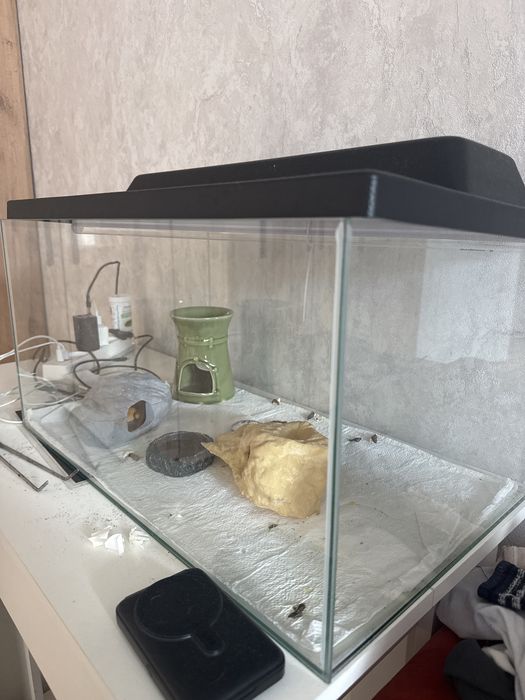 Продам эублефаров с террариумом