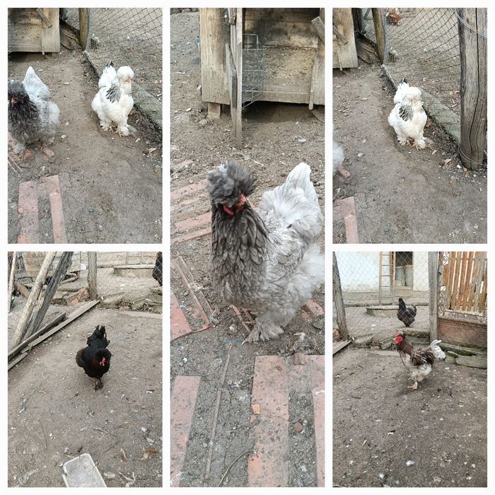 Oua pentru incubat gaini motate, barboase si motate frezate