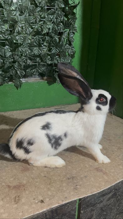 Masculași din rasa Fluture german