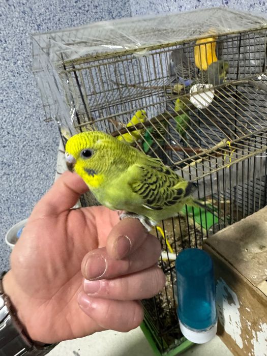 Попугай волнистый