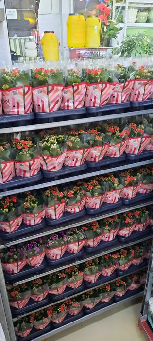 Цветы каланхое орхидея хризантемы