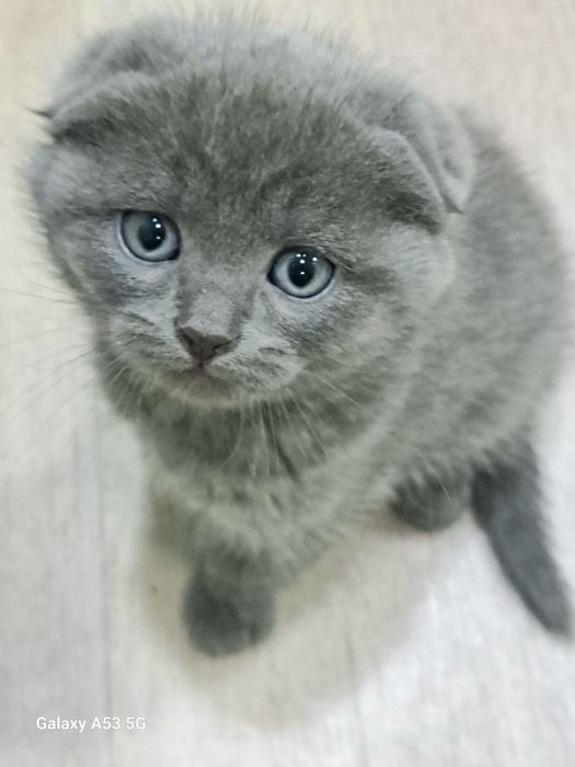 Котята, породистые.