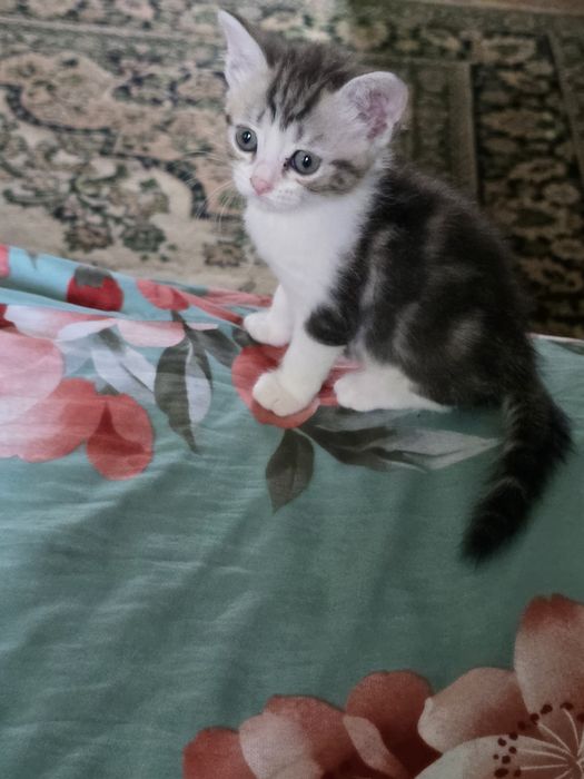 Отдам котят в добрые руки