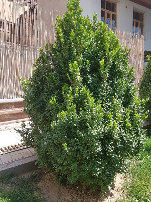 ШАМШОД Сотилади..