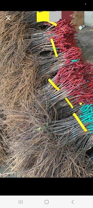 Vita de vie altoită si hibrid