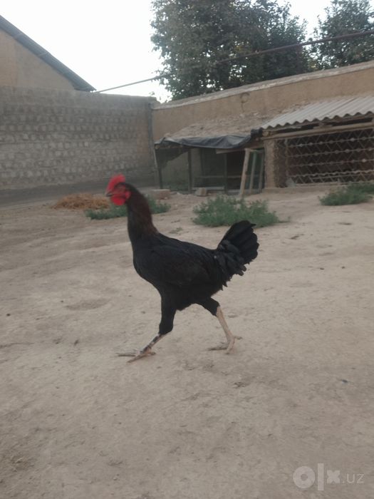 Bir par jaydari sotiladi