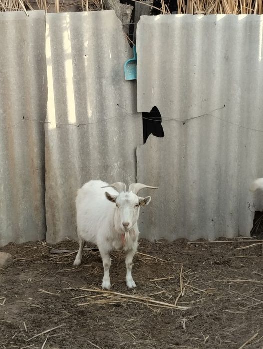 Зааненский ешкілер сатылады