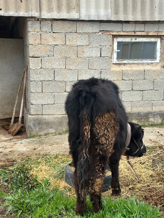 10 oylik Smental buqa sotiladi.