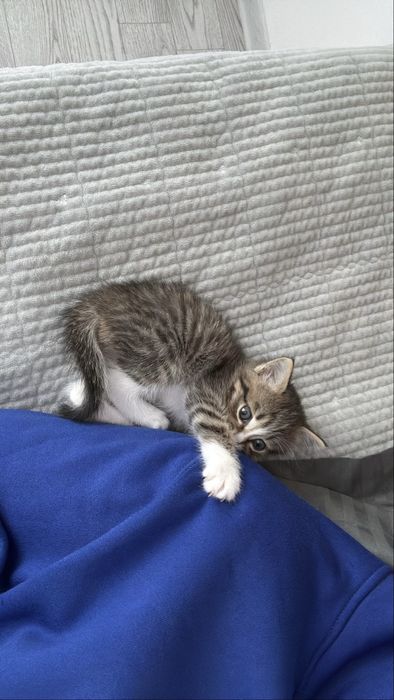 Котенок 2 месецев