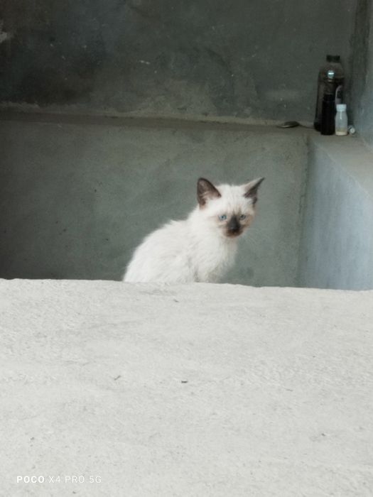 Сиамские котята.