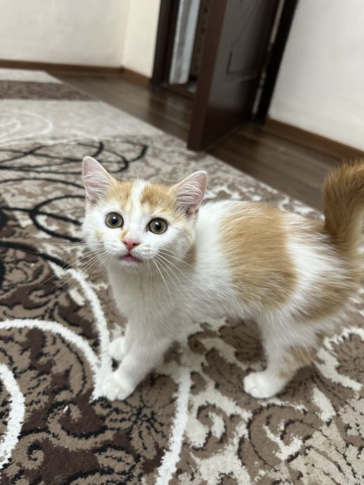 Mushuk bolasi 3 oylik