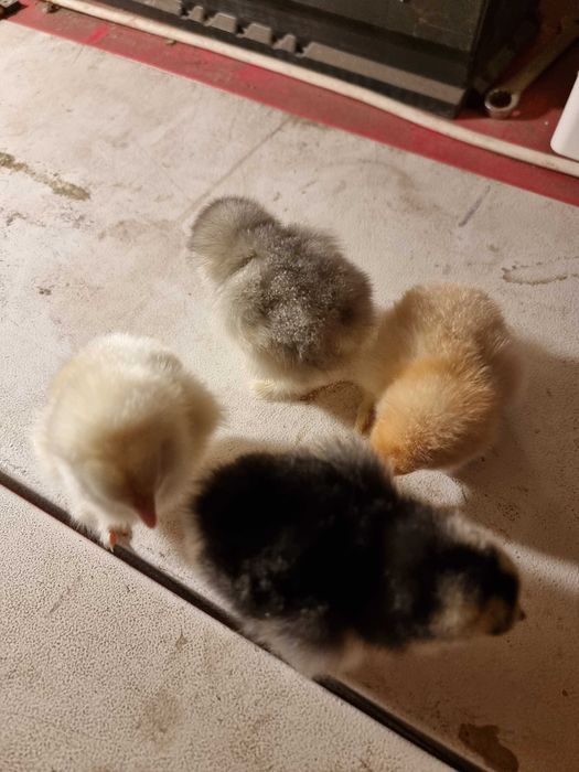 Oua incubat si pui brahma