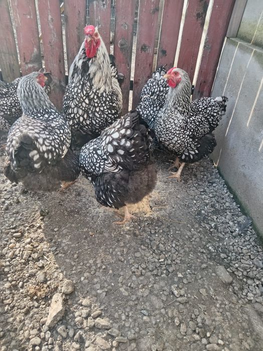Găini wiandote.