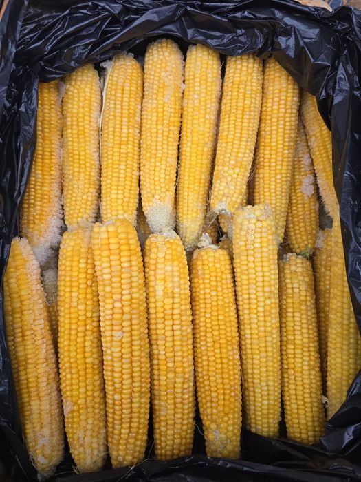 Кукуруза в початках