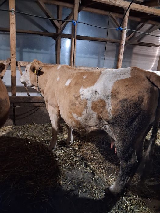 Vaca de vanzare de opt ani