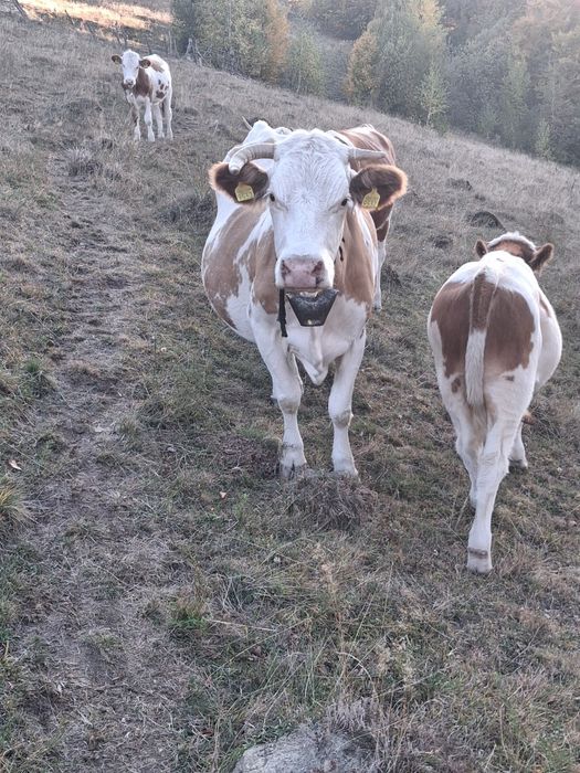 De vânzare vaca si juninca pentru abator